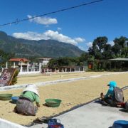 Lake Atitlan Coffee Producers
