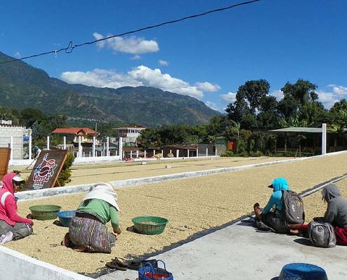 Lake Atitlan Coffee Producers