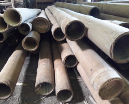 Asian Bamboo for Sale