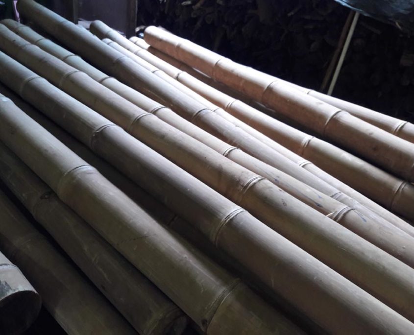 Asian Bamboo for Sale