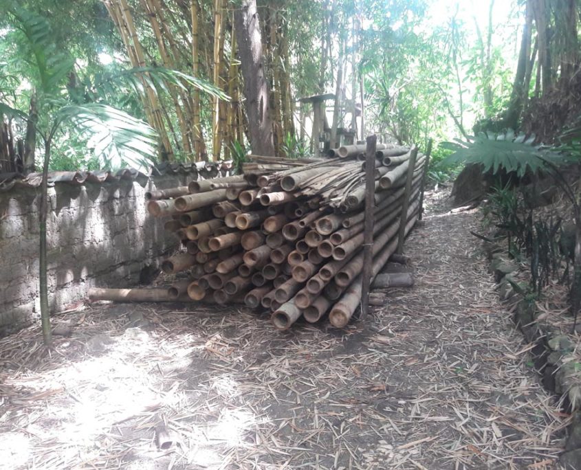 Asian Bamboo for Sale | Durability of Guatemala Bamboo in construction