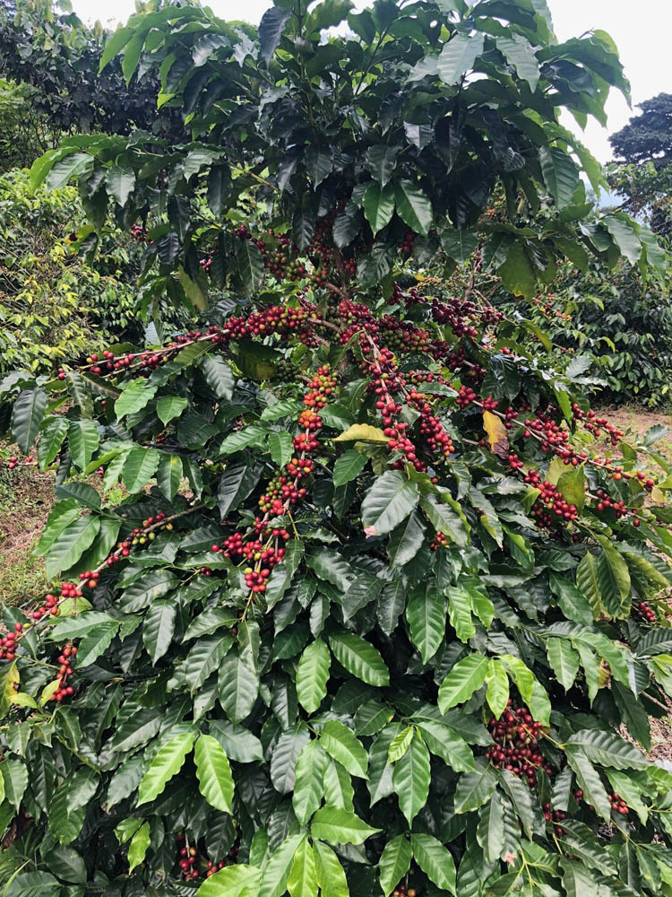 Guatemala Coffee Sourcing Trip