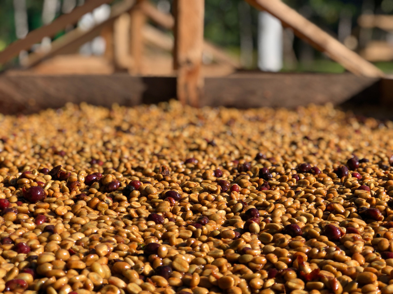 Guatemala Coffee Growers