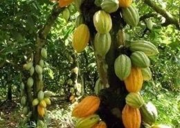 Guatemalan Cacao