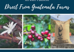 Guatemala Roasted Coffee