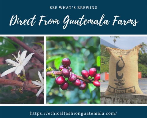 Guatemala Roasted Coffee
