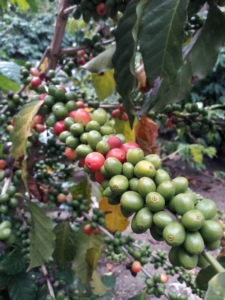 Arabica Coffee varieties offered: Guatemala Premium Shade Grown Arabica Coffee