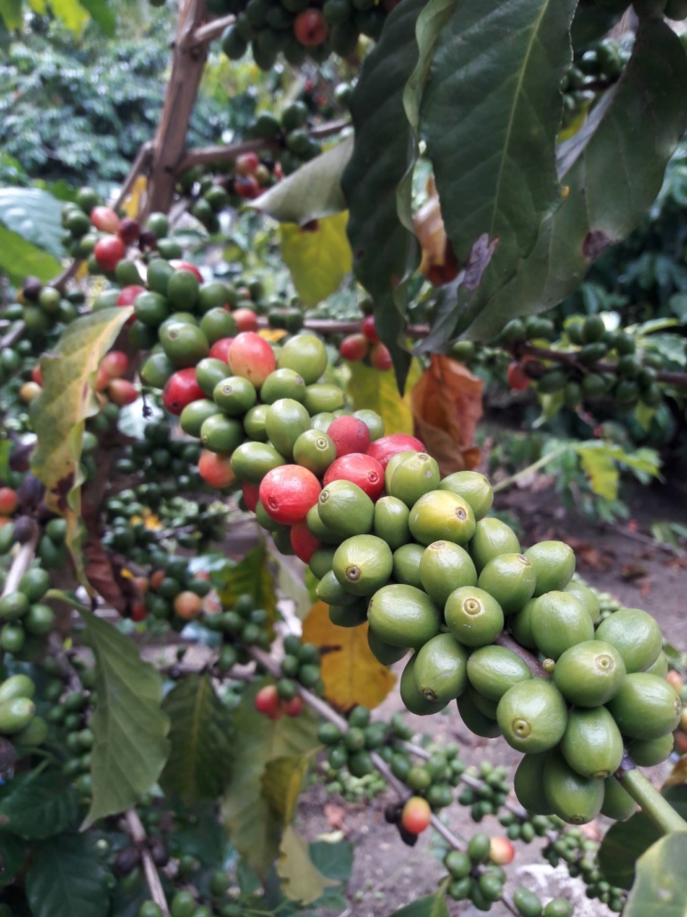 Direct From Guatemala Coffee Farms