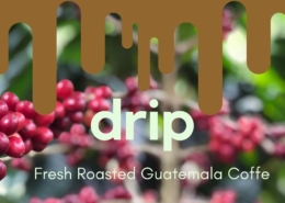 Best Guatemala Coffee Farms