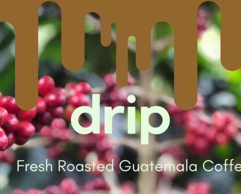 Best Guatemala Coffee Farms