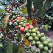 Guatemala Coffee Producers