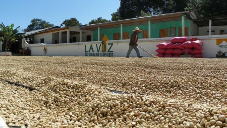 Lake Atitlan Coffee Tours