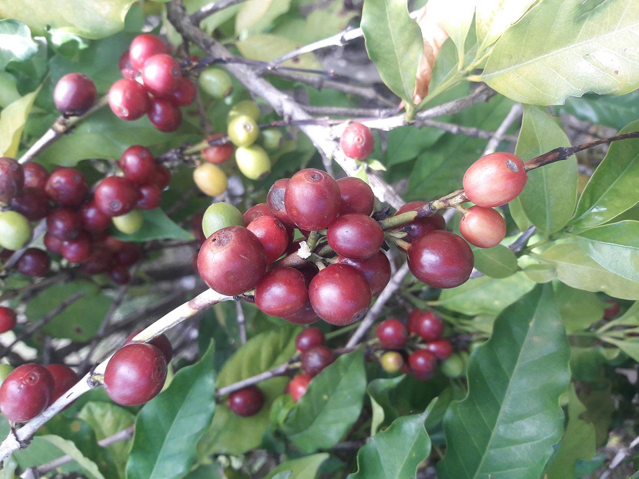 Guatemala Coffee Exporters