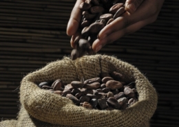 Authentic Mayan Cacao Ceremony