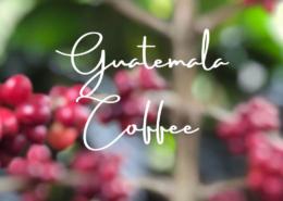 Guatemala Coffee History