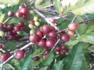 Guatemala Select Coffee Beans | Wholesale | Bulk Roasted Coffee