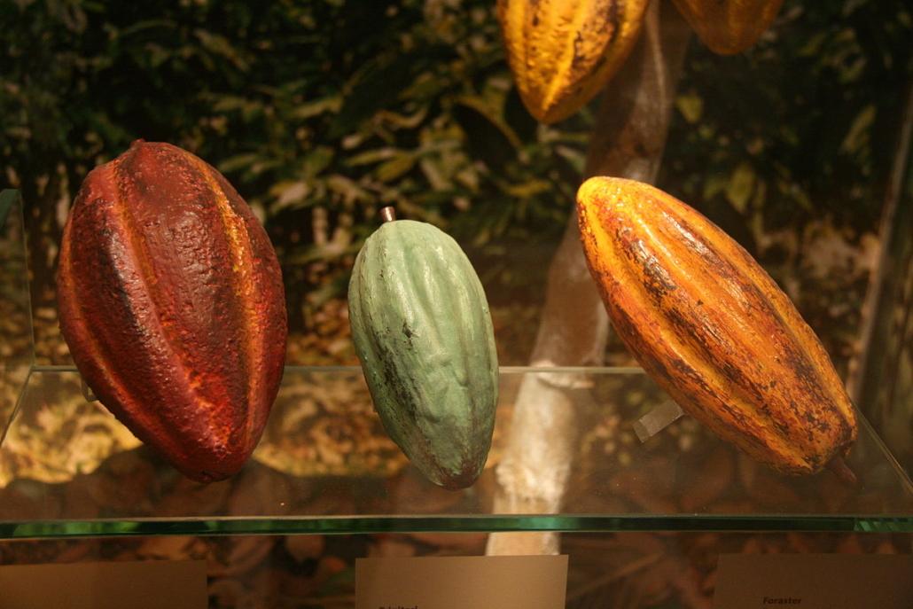 Cacao used in Ceremonies