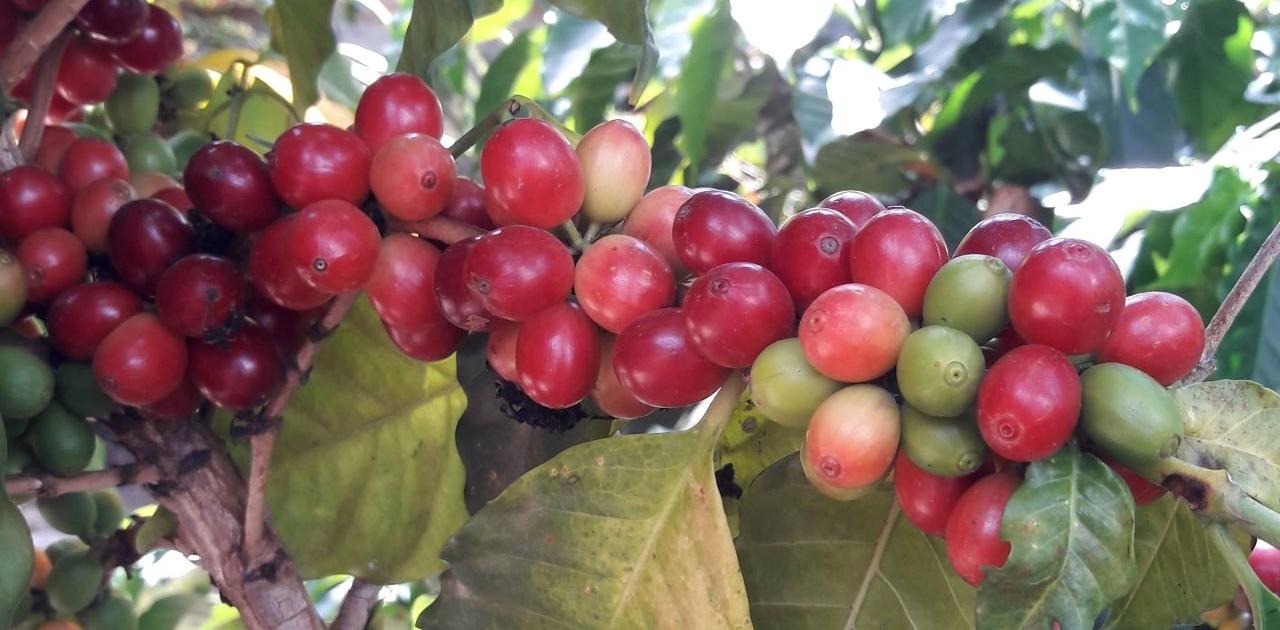 Guatemala Arabica Coffee Beans