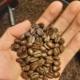 Guatemala Arabica Coffee Beans