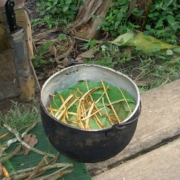 Ayahuasca use in Guatemala