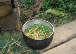 Ayahuasca use in Guatemala