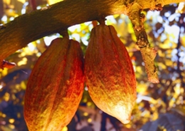 Mayan Cacao Ceremony Facts