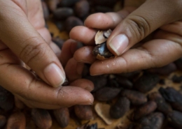 Guatemala GMO-Free Cacao