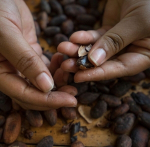 Guatemala GMO-Free Cacao