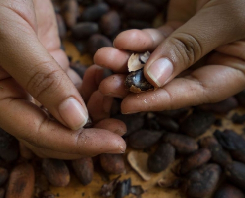 Guatemala GMO-Free Cacao