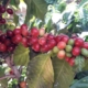 Coffee Tour in Guatemala